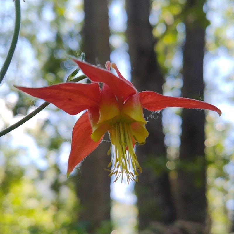 Western Columbine photo 4