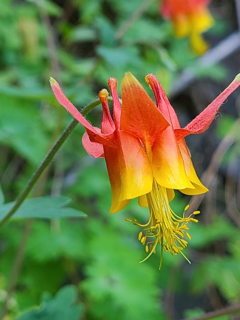 Western Columbine photo 5