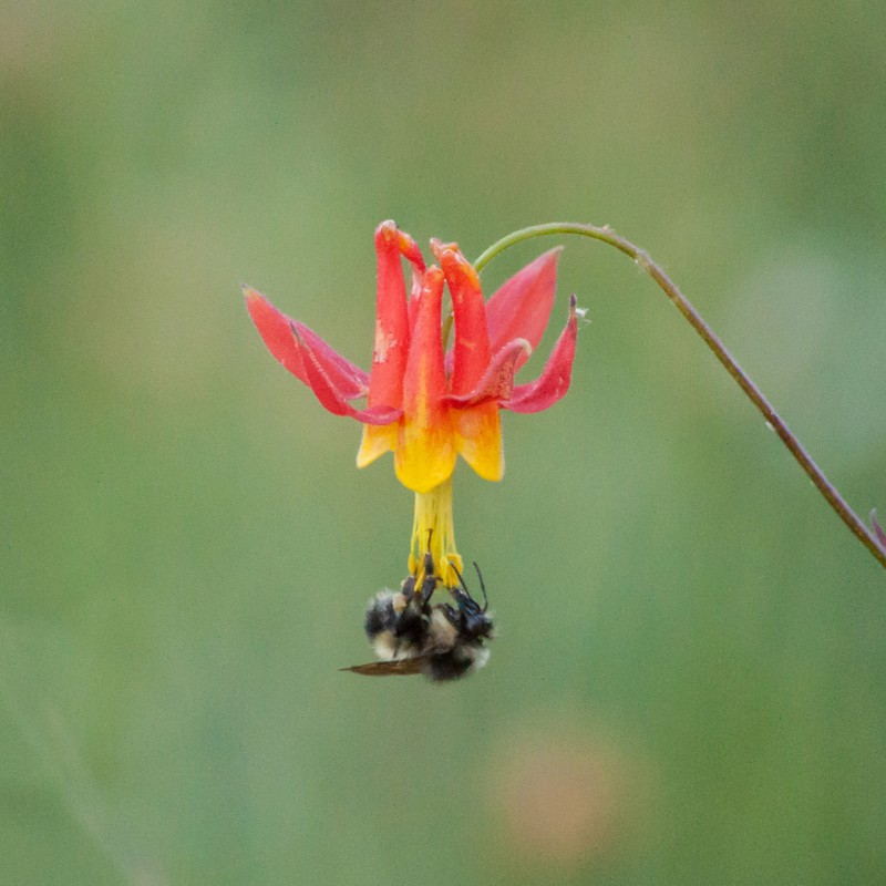 Western Columbine photo 6
