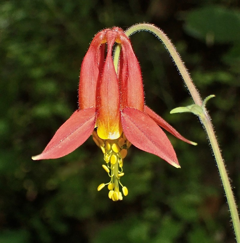 Western Columbine photo 7