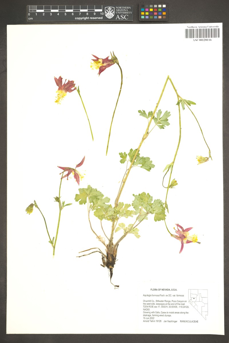 Aquilegia formosa var. formosa photo 3