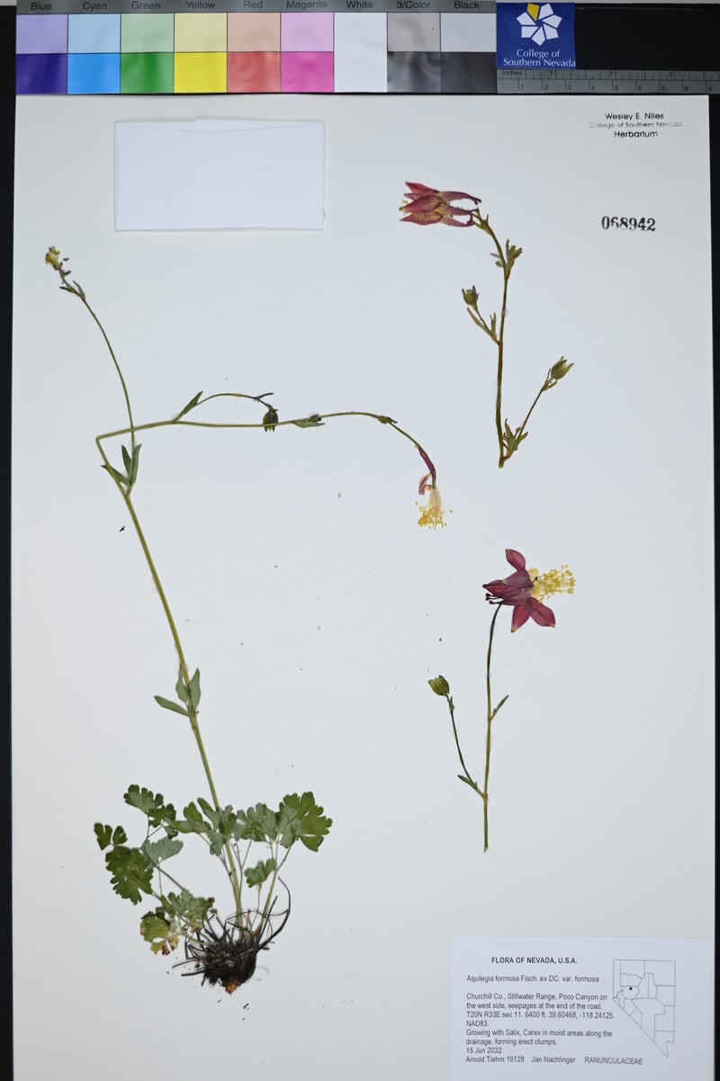 Aquilegia formosa var. formosa photo 4