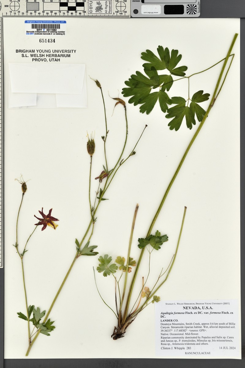Aquilegia formosa var. formosa