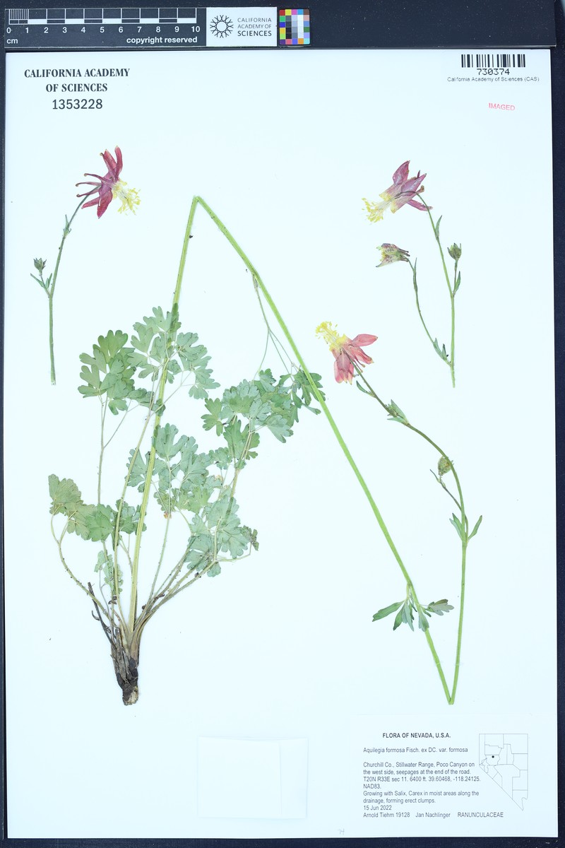 Aquilegia formosa var. formosa photo 2