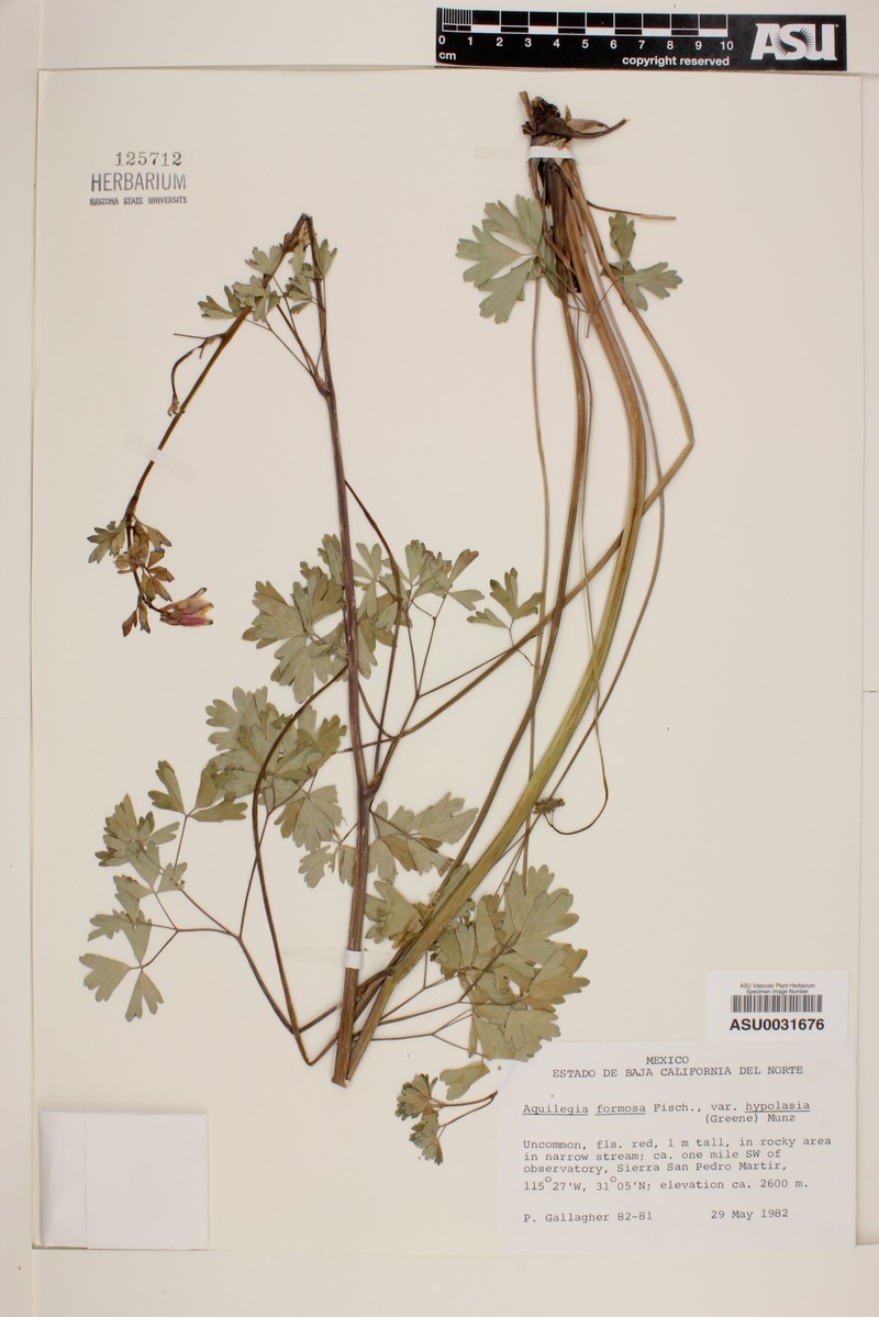 Aquilegia formosa var. hypolasia