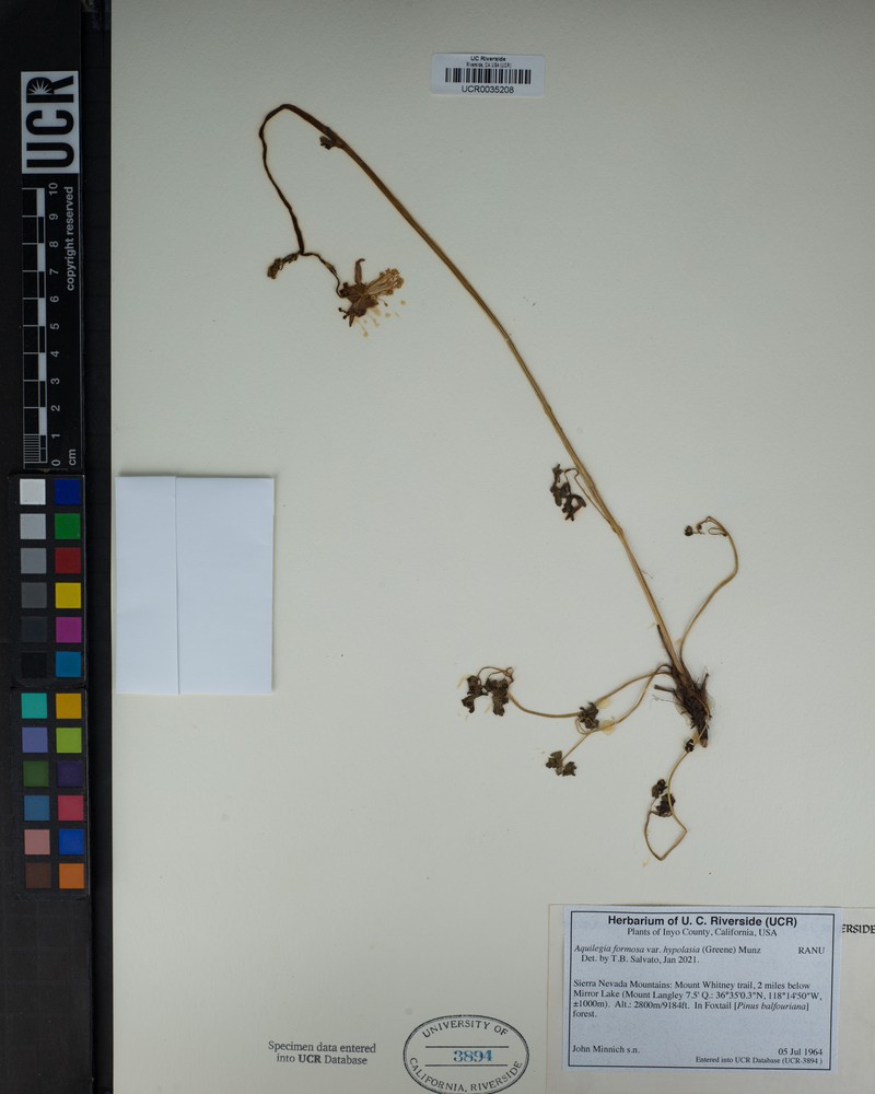 Aquilegia formosa var. hypolasia photo 2