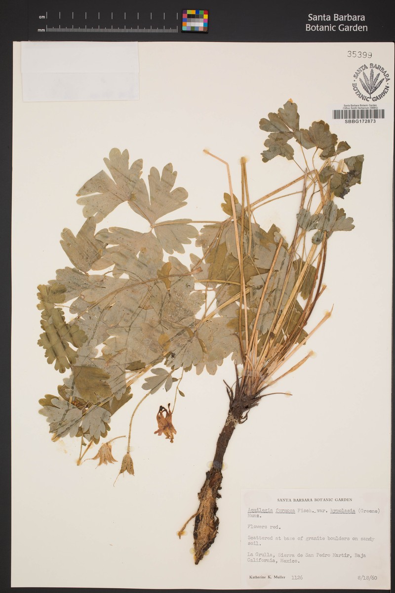 Aquilegia formosa var. hypolasia photo 3