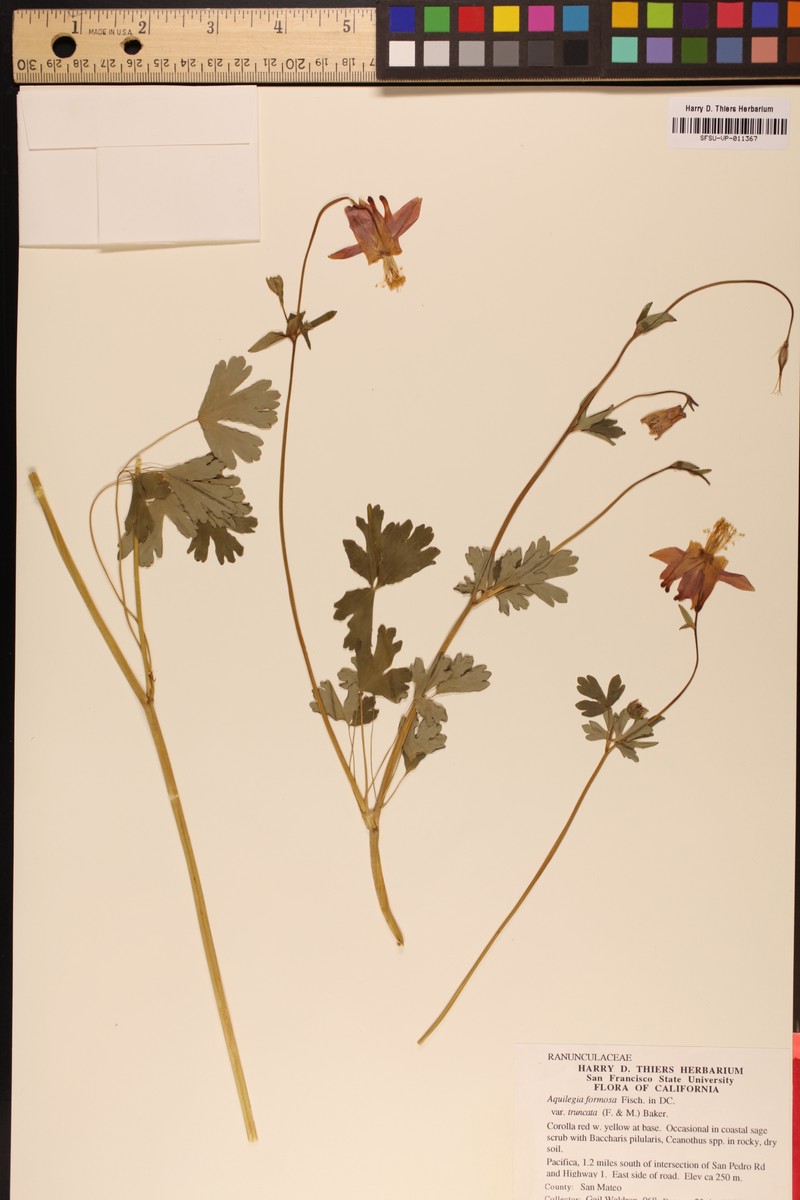 Aquilegia formosa var. truncata photo 2