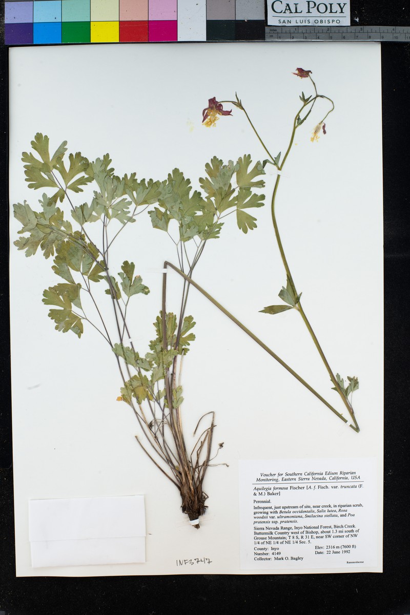 Aquilegia formosa var. truncata photo 3