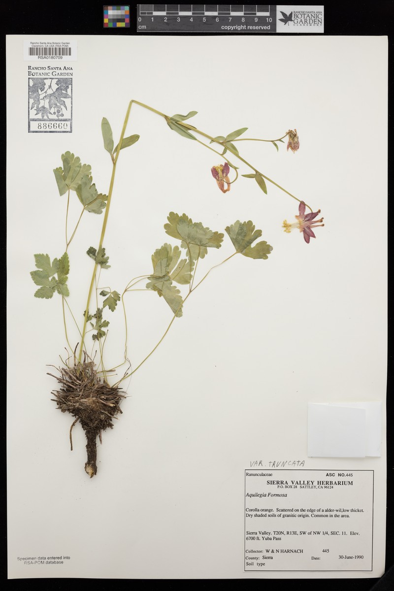Aquilegia formosa var. truncata photo 4