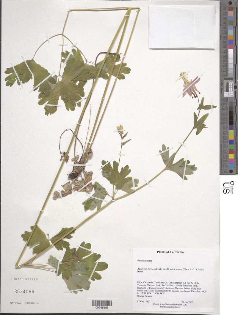 Aquilegia formosa var. truncata
