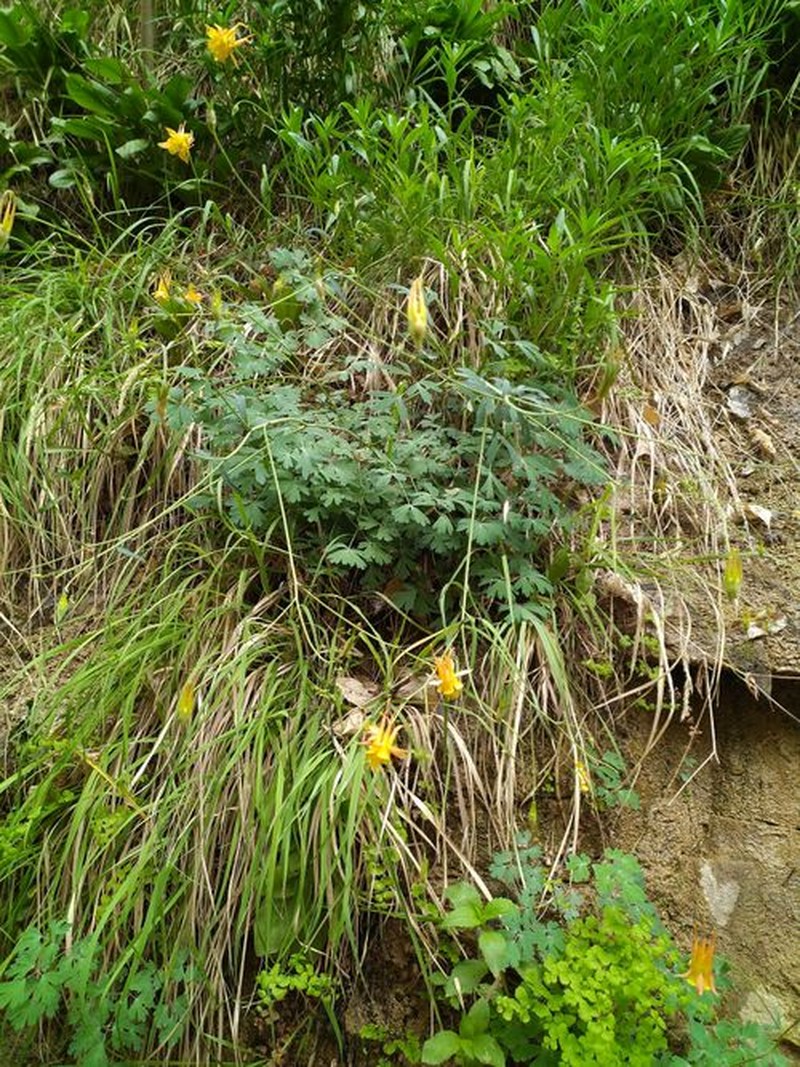 Aquilegia fosteri