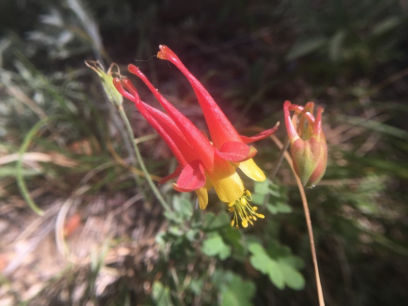Aquilegia fosteri photo 2