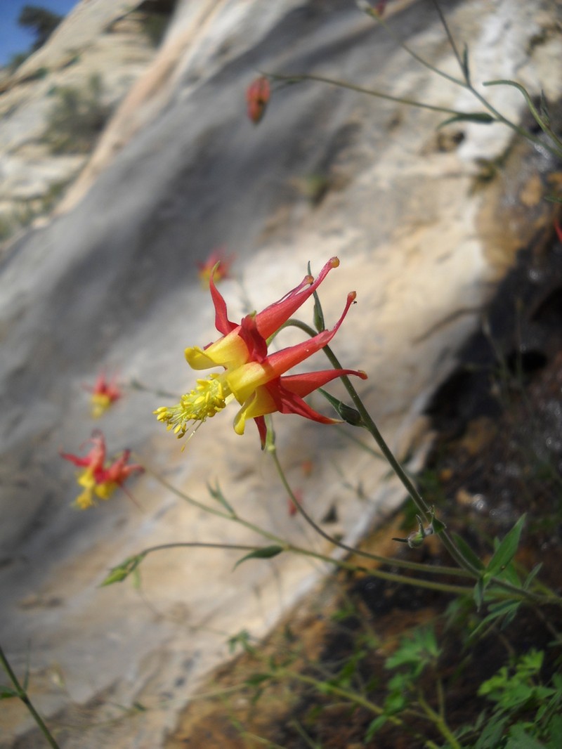 Aquilegia fosteri photo 3