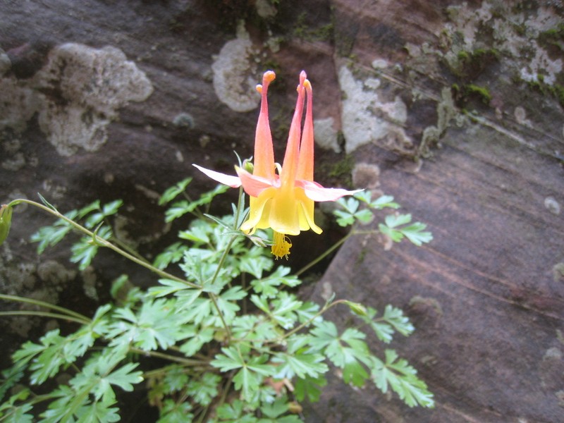 Aquilegia fosteri photo 4