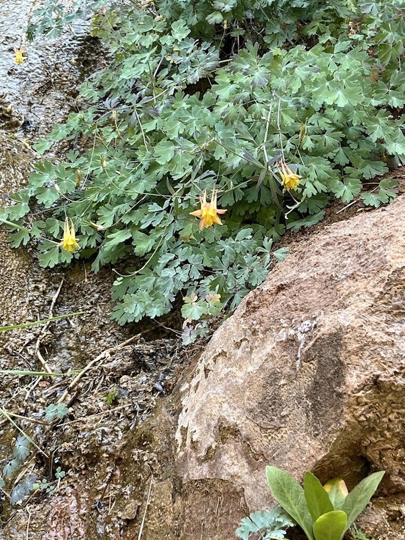 Aquilegia fosteri photo 5