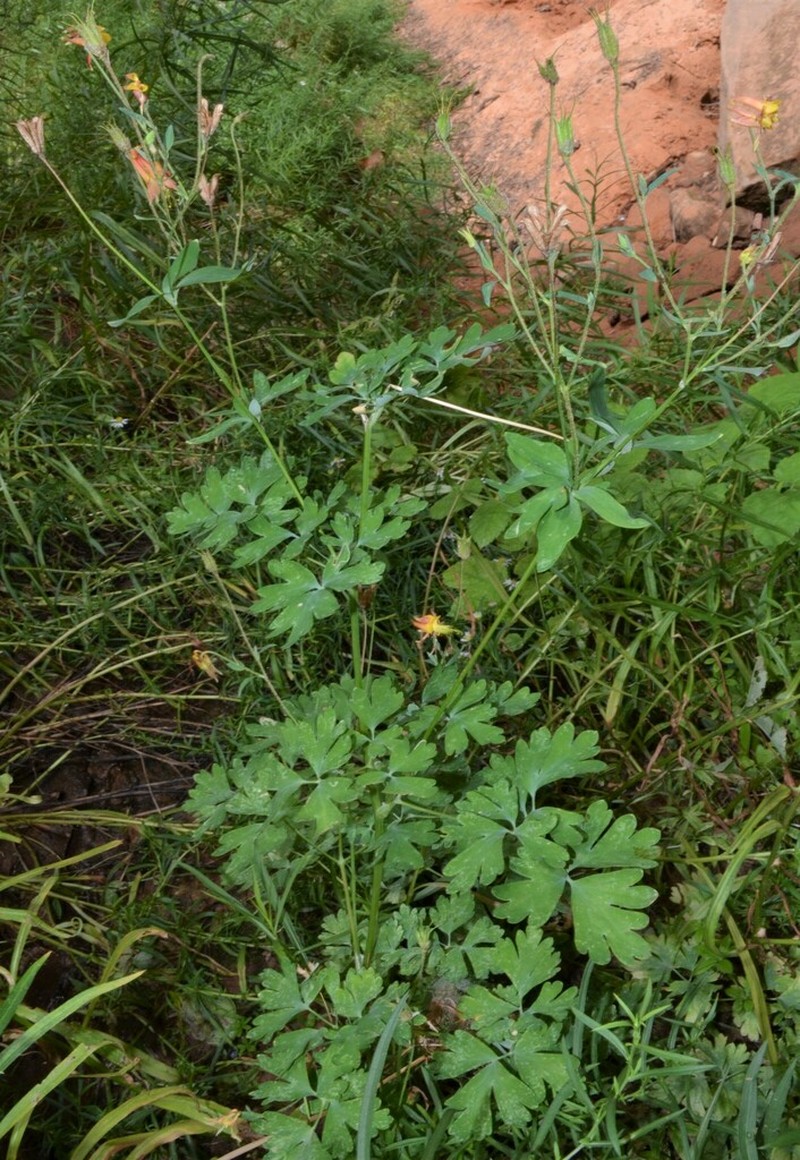 Aquilegia fosteri photo 6