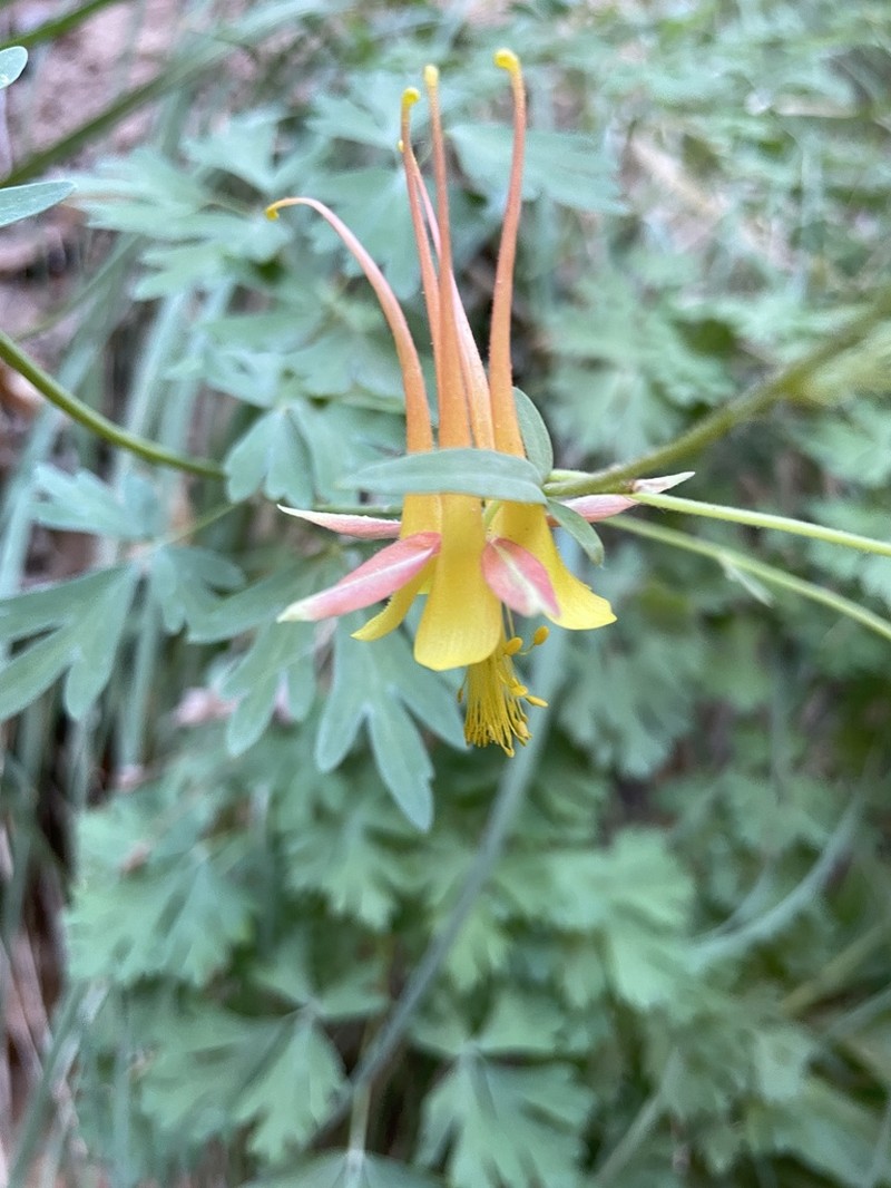Aquilegia fosteri photo 7