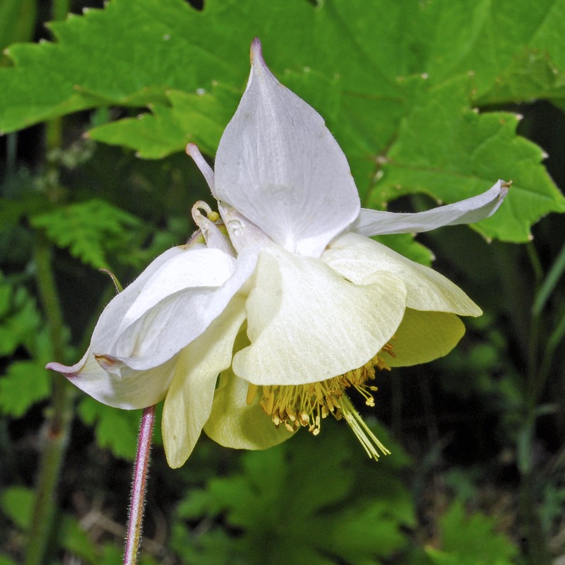 Aquilegia fragrans