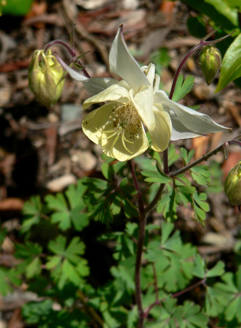 Aquilegia fragrans photo 2