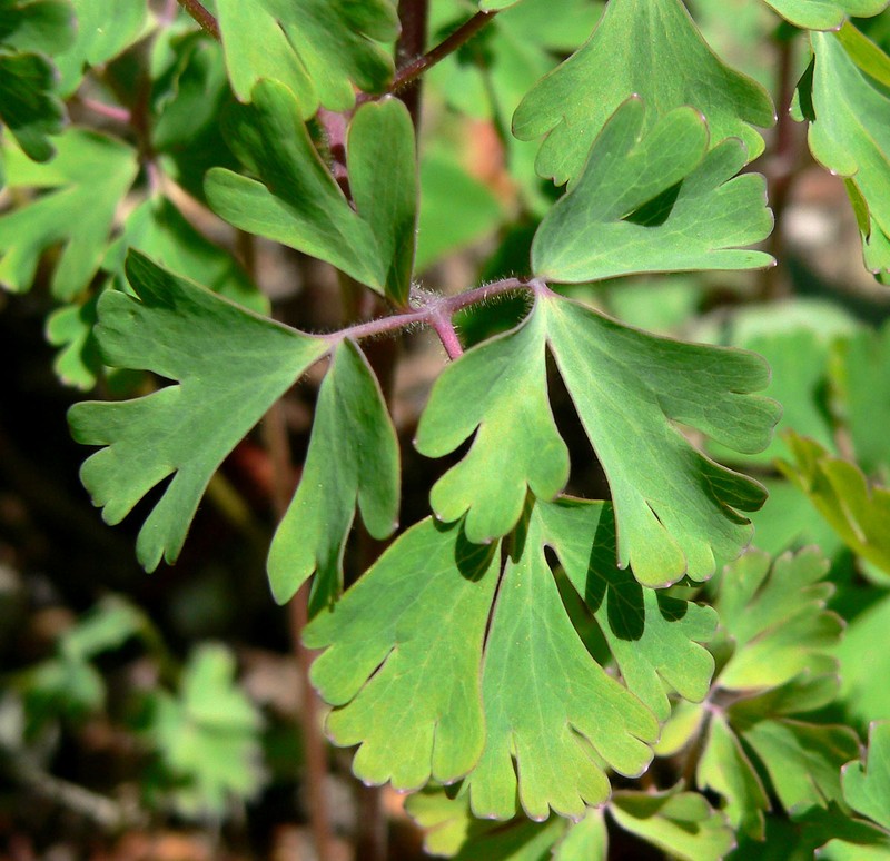 Aquilegia fragrans photo 3