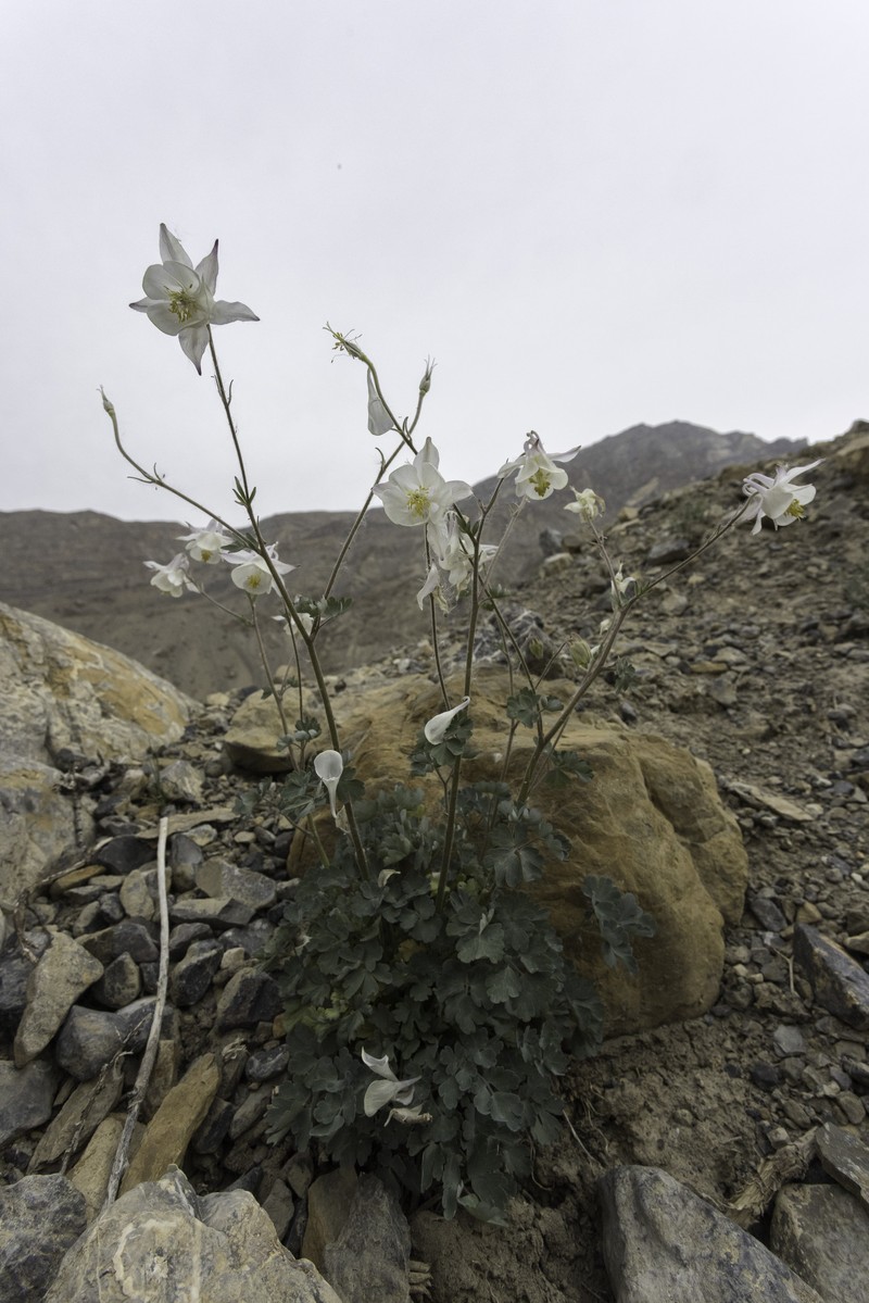 Aquilegia fragrans photo 6