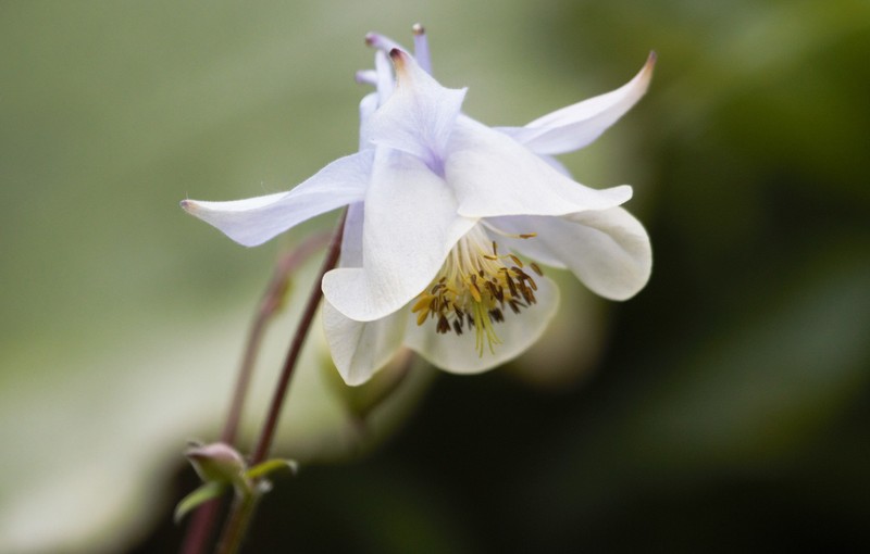 Aquilegia fragrans photo 7