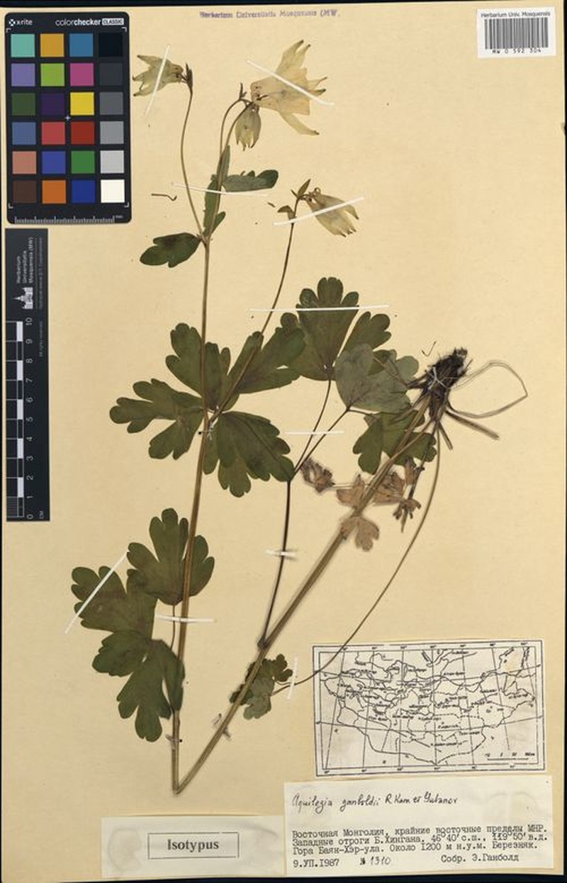 Aquilegia ganboldii