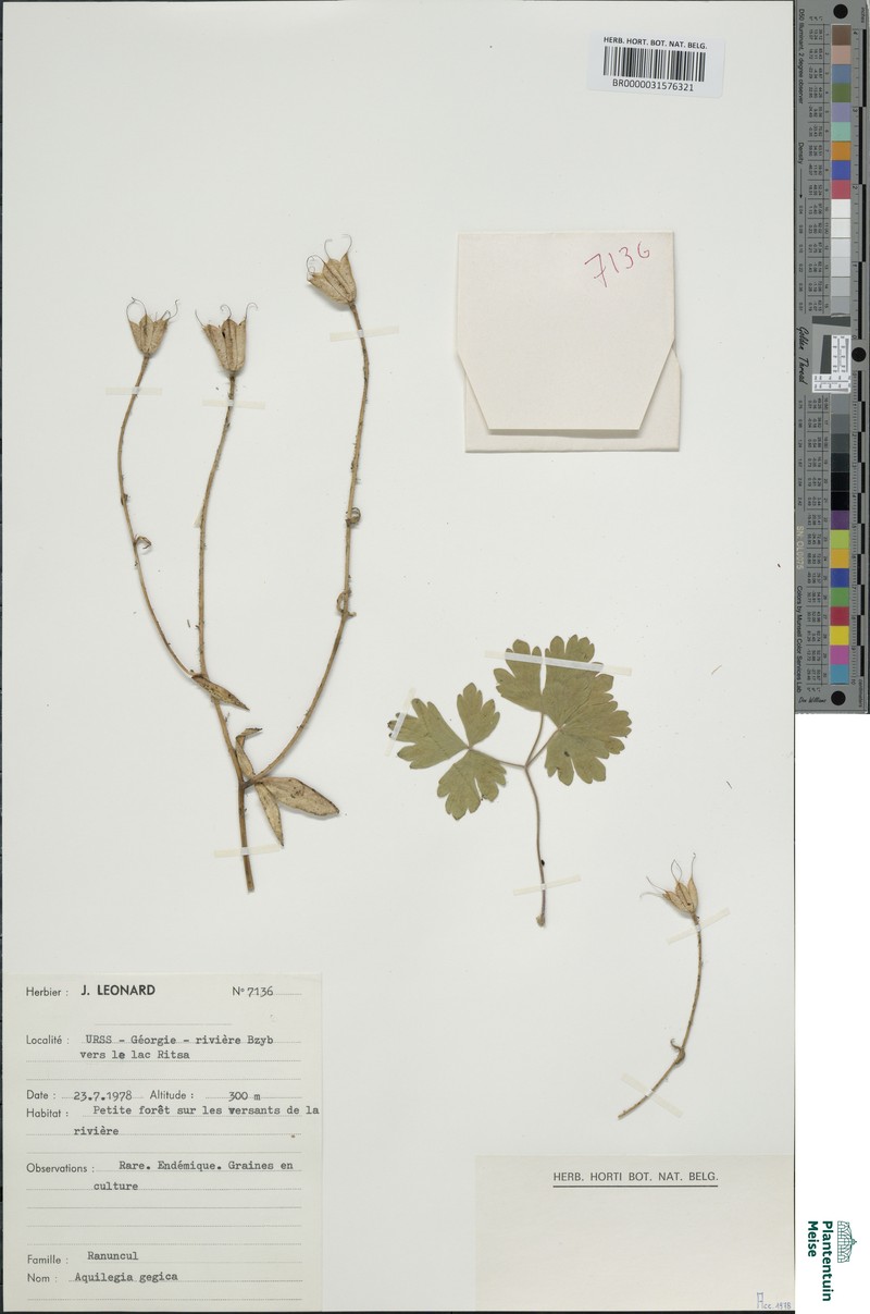 Aquilegia gegica
