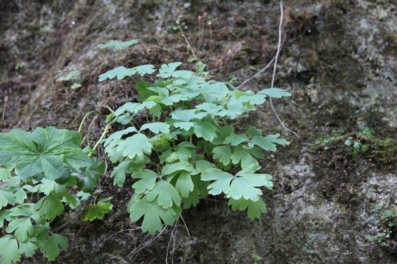 Aquilegia gegica photo 2