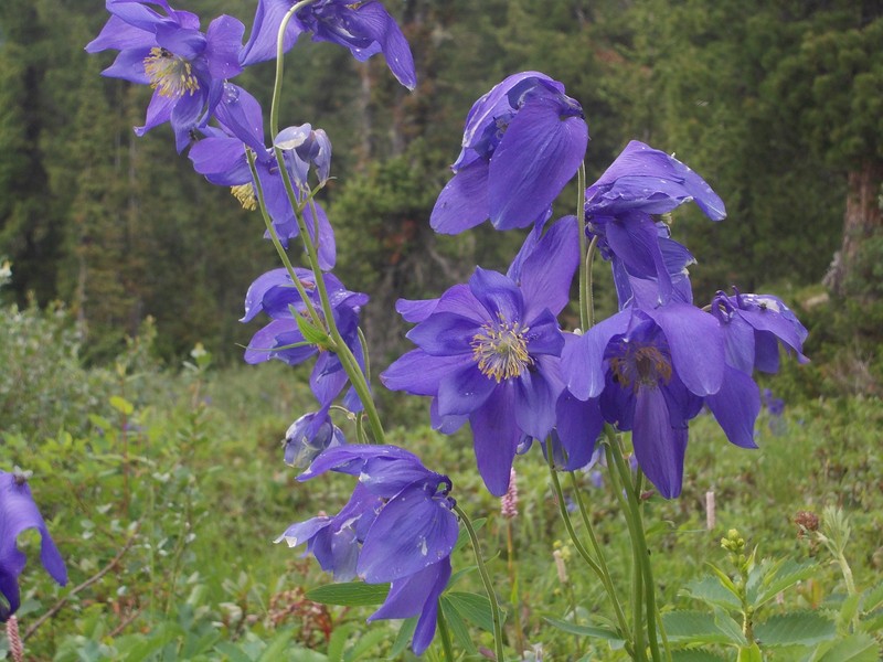 Aquilegia glandulosa