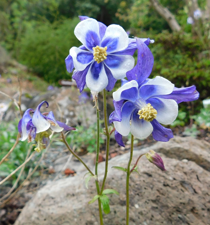 Aquilegia glandulosa photo 2