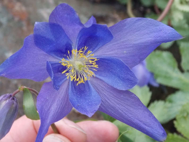 Aquilegia glandulosa photo 3