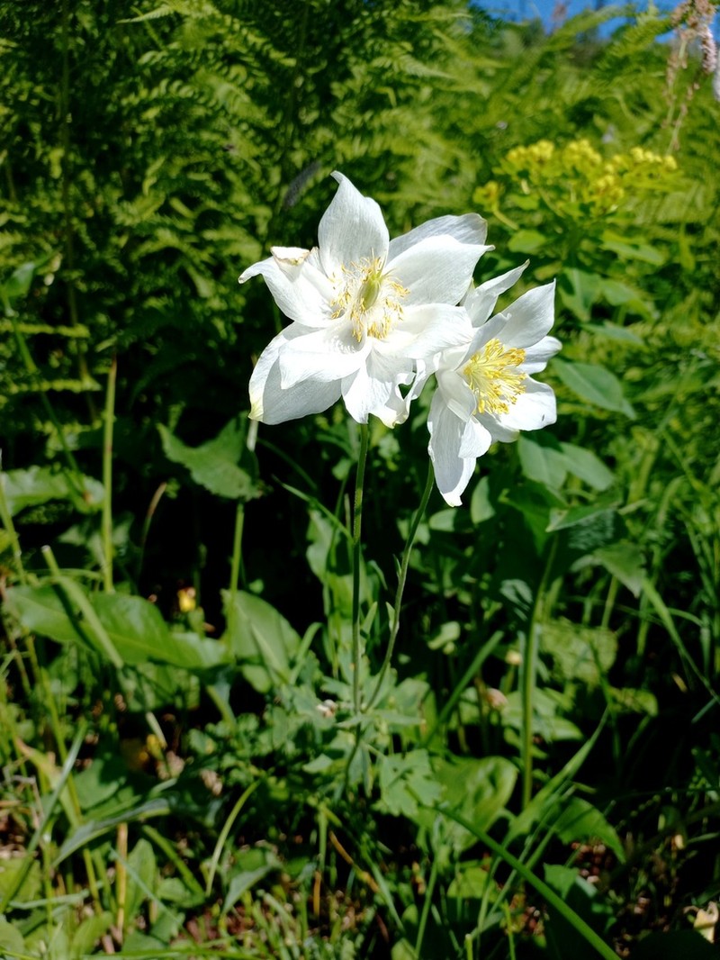 Aquilegia glandulosa photo 4