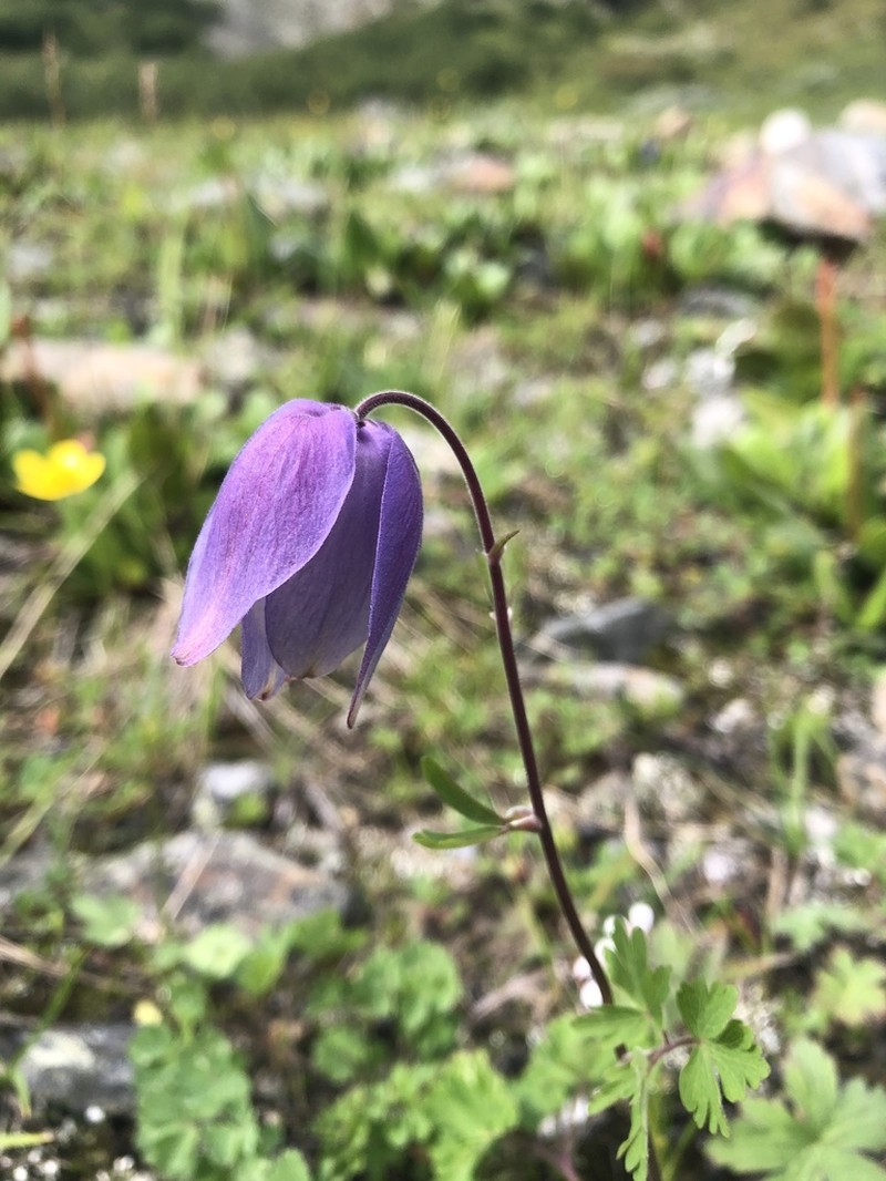 Aquilegia glandulosa photo 5