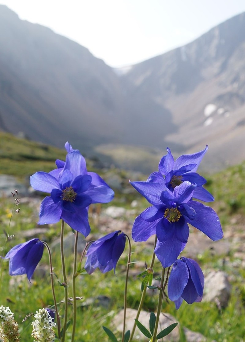 Aquilegia glandulosa photo 6