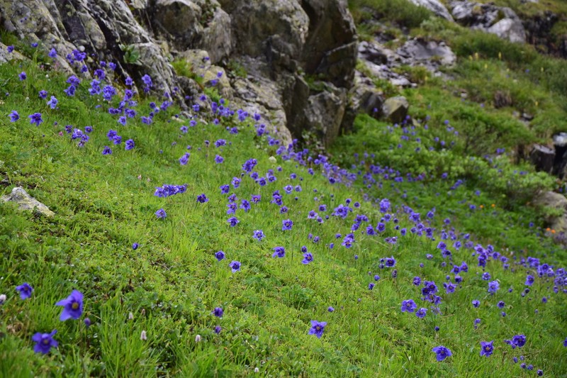 Aquilegia glandulosa photo 7