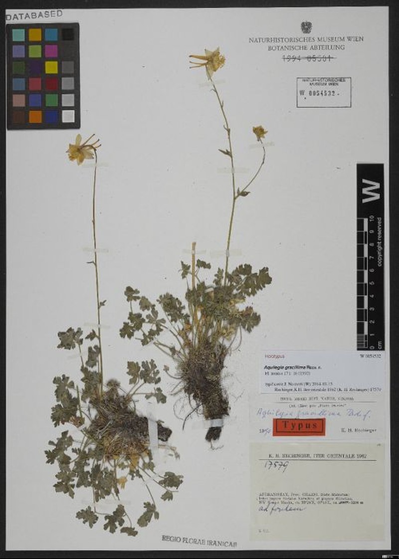 Aquilegia gracillima