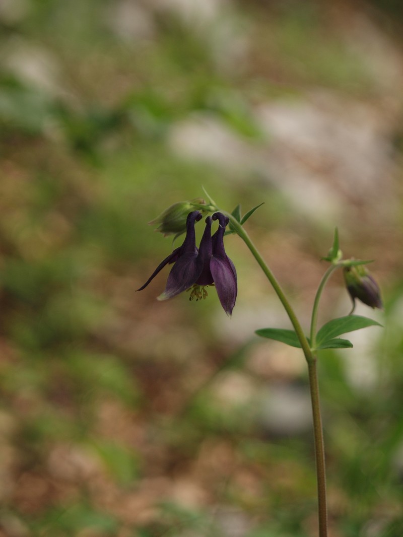 Aquilegia grata photo 5