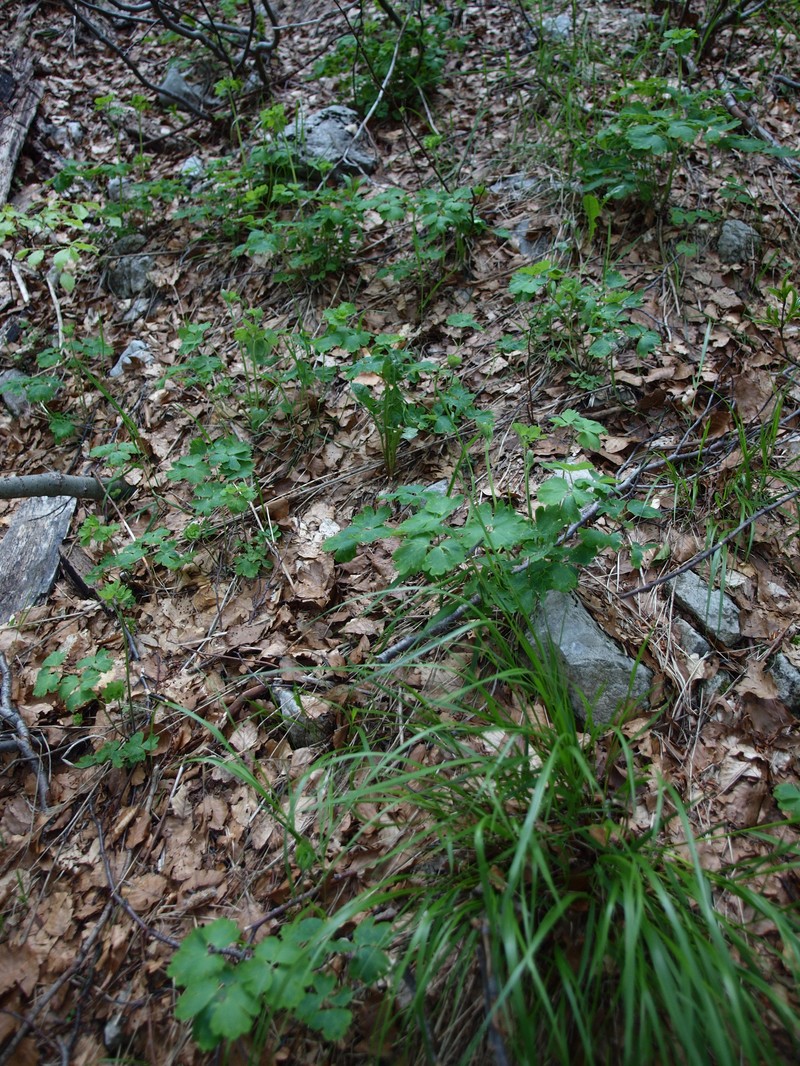 Aquilegia grata photo 6