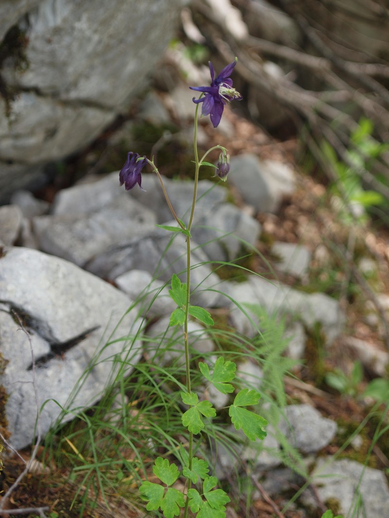Aquilegia grata photo 7