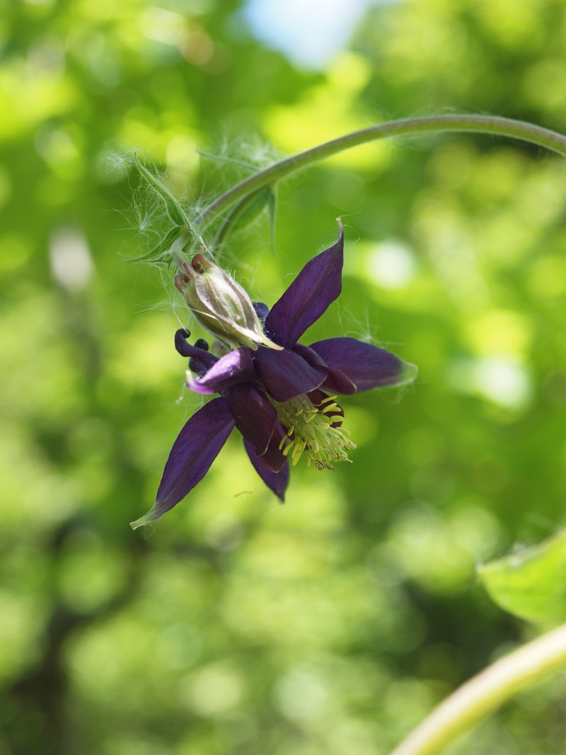Aquilegia grata