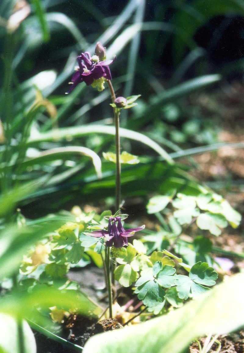 Aquilegia grata photo 2