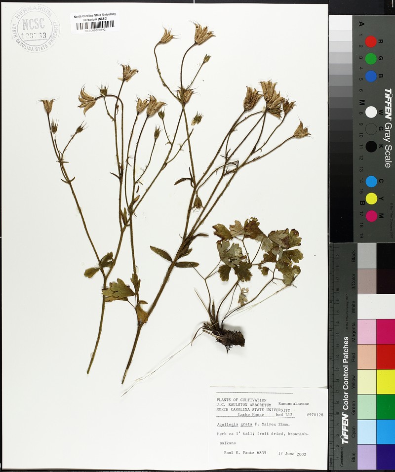 Aquilegia grata photo 3