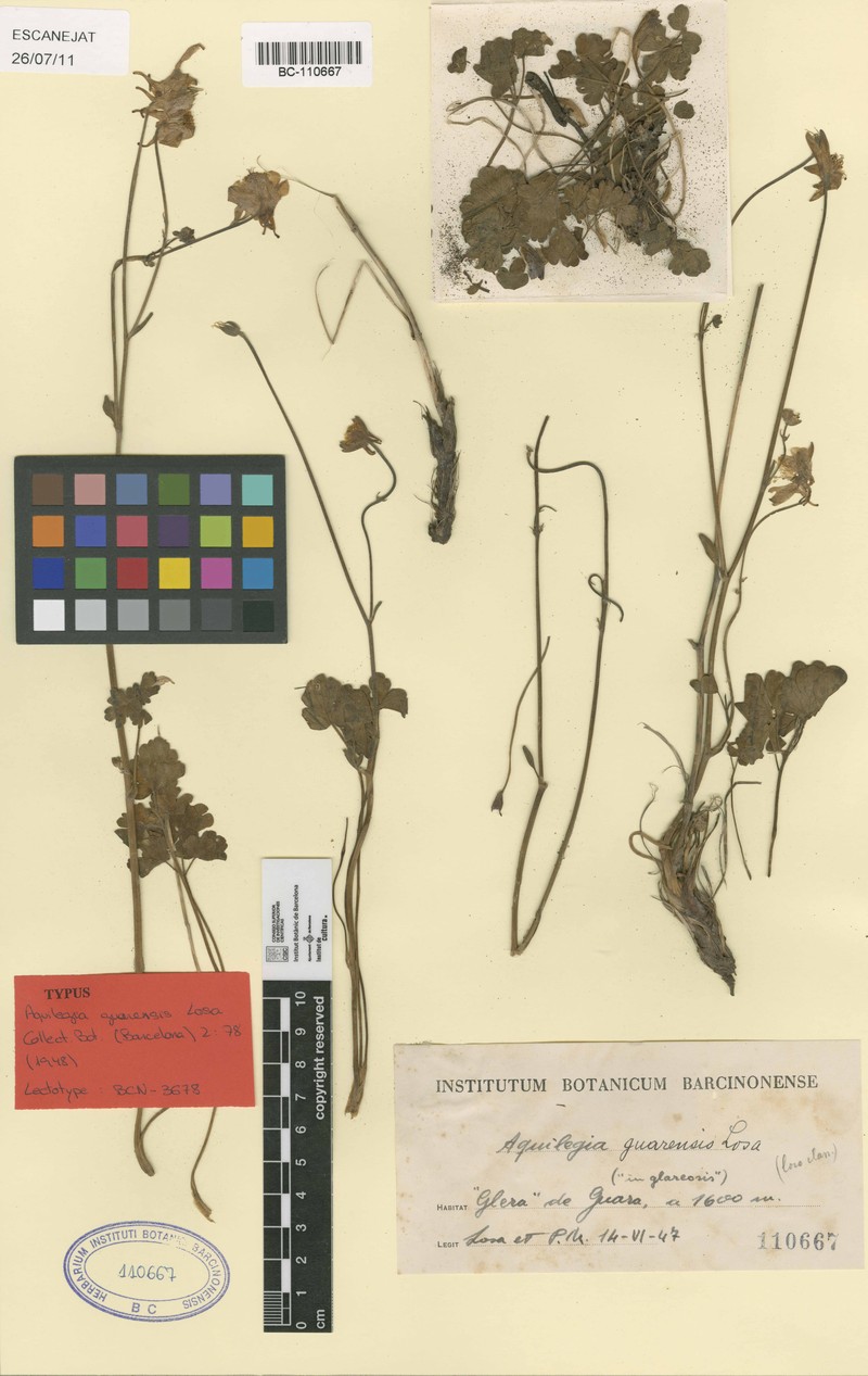 Aquilegia guarensis photo 2