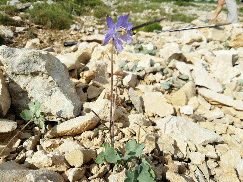 Aquilegia guarensis photo 3