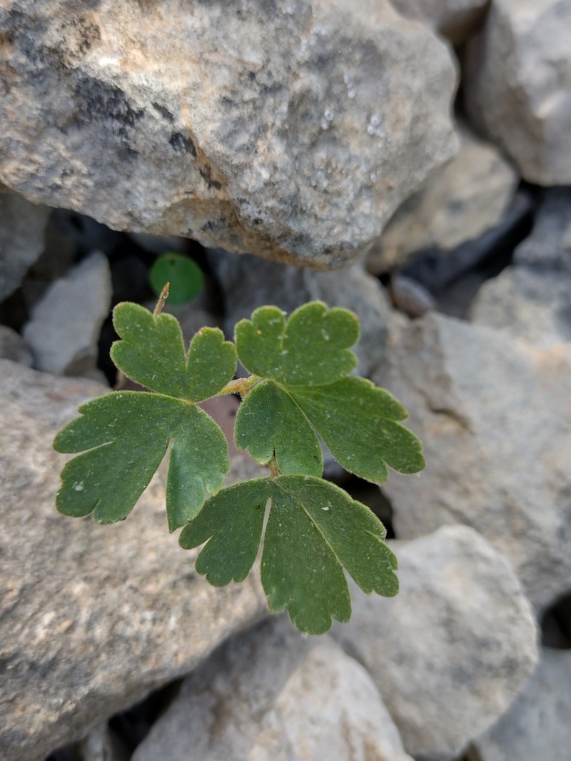 Aquilegia guarensis photo 5