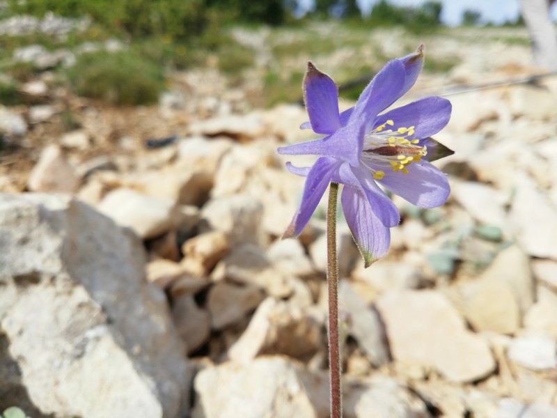 Aquilegia guarensis photo 6