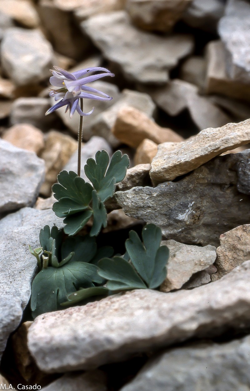 Aquilegia guarensis photo 8
