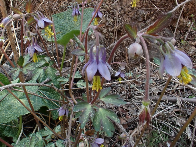 Aquilegia hebeica